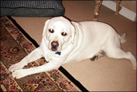 white labrador